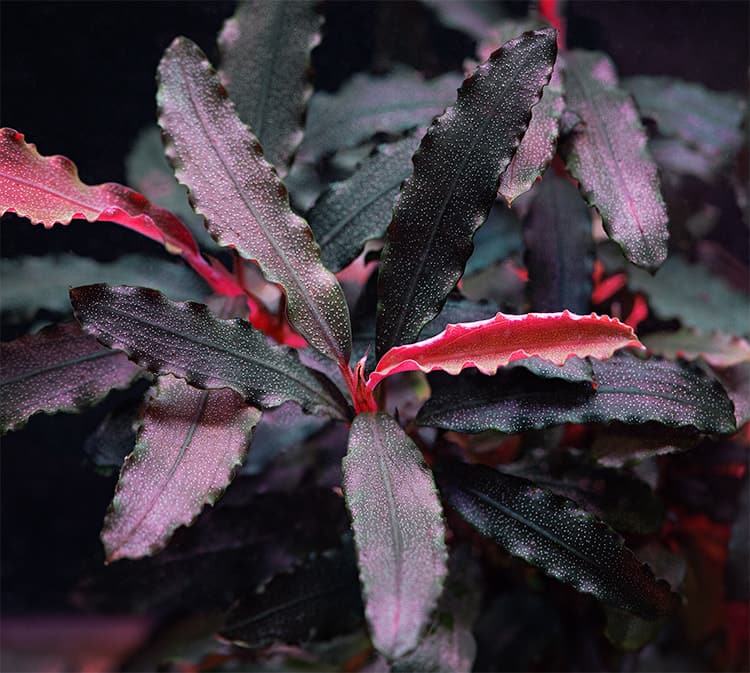 Bucephalandra sp. Bilbis