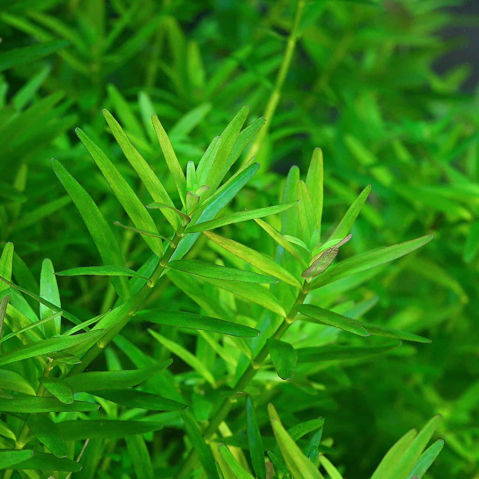 Rotala rotundifolia Pink