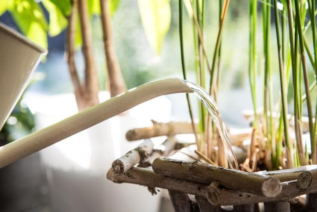 Zierpflanzen giessen