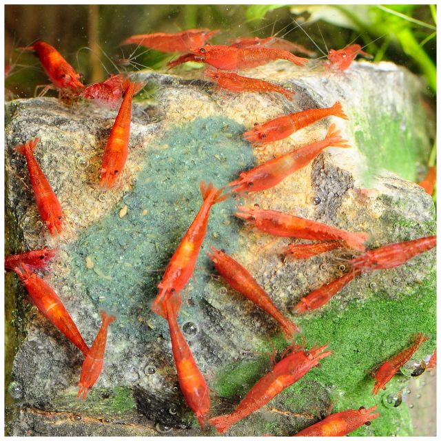 Dennerle - Shrimp King - Yummy Gum - 50 g