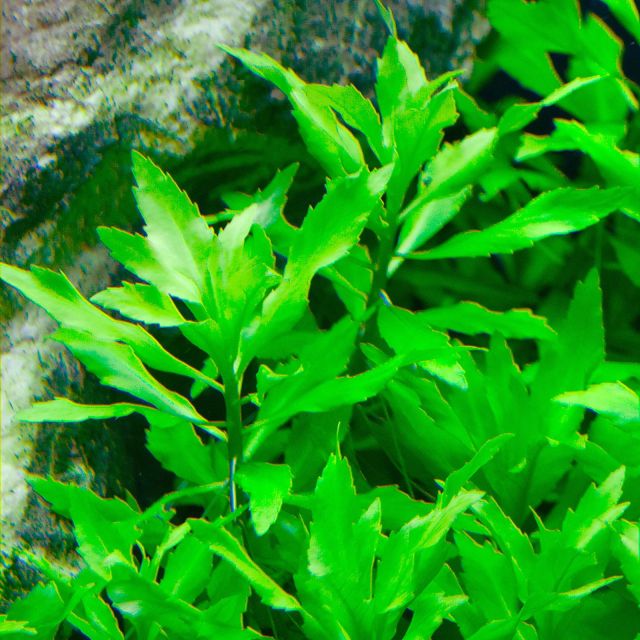 Penthorum sedoides