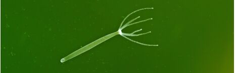 Schädlingsbekämpfung