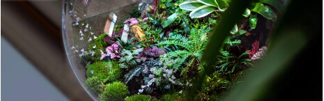 Pflanzen Terrarium