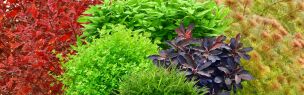 Aquarienpflanzen Sets