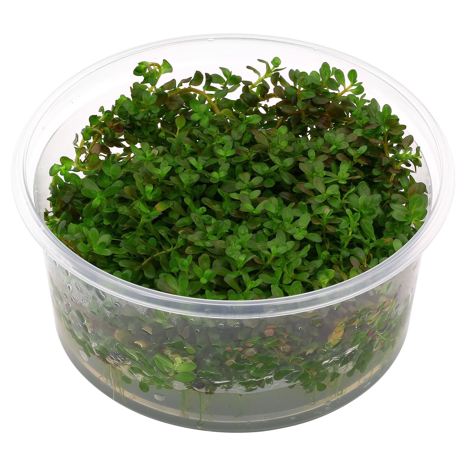 Rotala rotundifolia 'Ceylon'