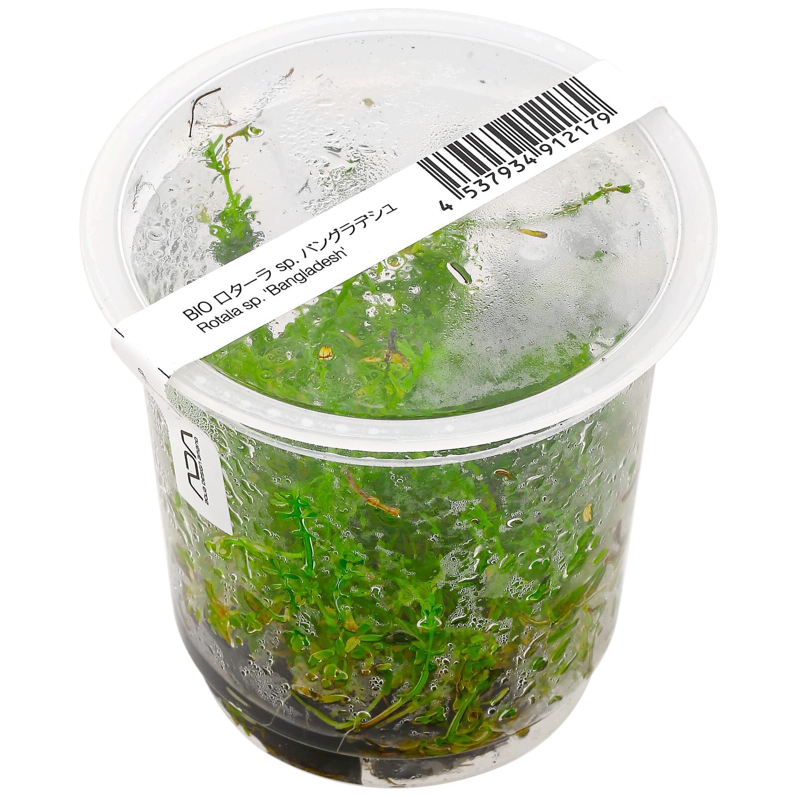 Rotala mexicana "Bangladesh"