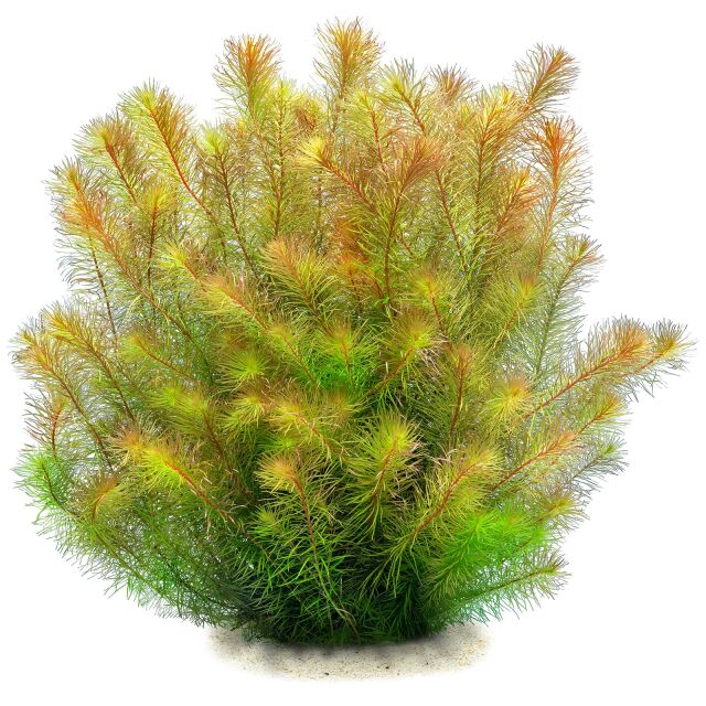 Rotala mexicana "Bangladesh"