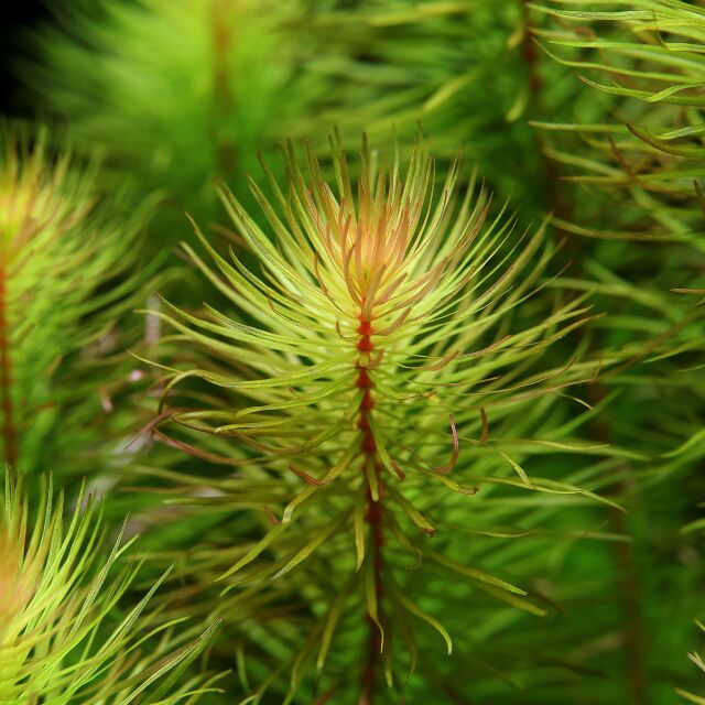 Rotala mexicana "Bangladesh"