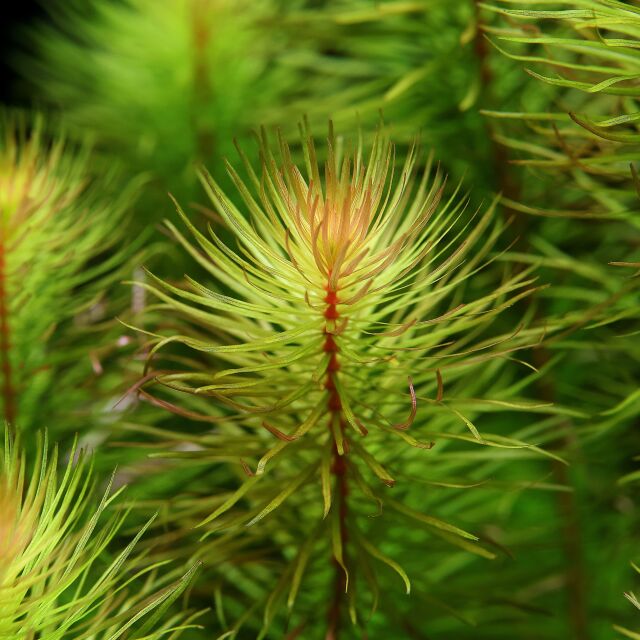 Rotala mexicana &quot;Bangladesh&quot;