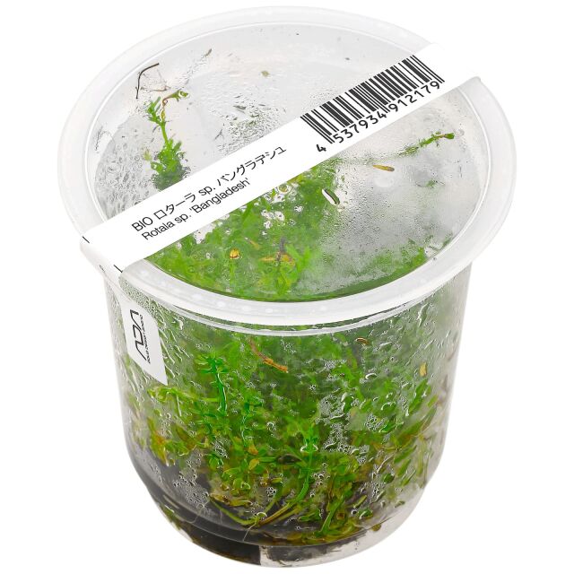 Rotala mexicana "Bangladesh"