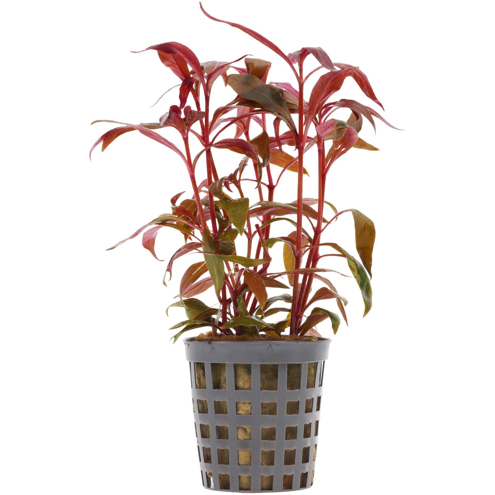 Alternanthera reineckii 'Mini'