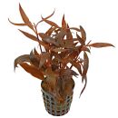 Alternanthera reineckii Mini - Topf