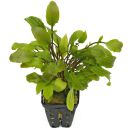 Rorippa aquatica - Topf