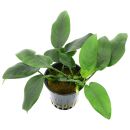 Anubias barteri var. nana Bolang