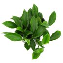 Anubias barteri var. nana Paxing