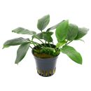 Anubias barteri var. nana Bolang - Topf