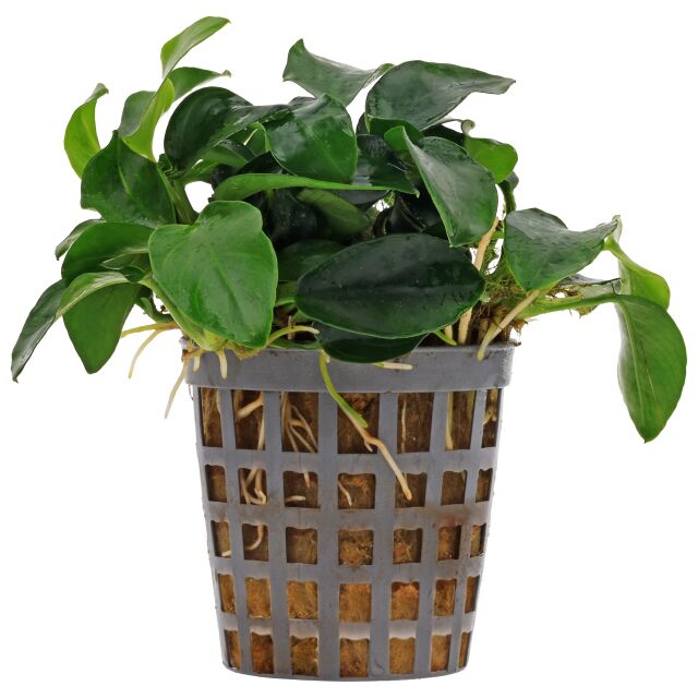 Anubias barteri var. nana 'Bonsai' ('Mini Mini')