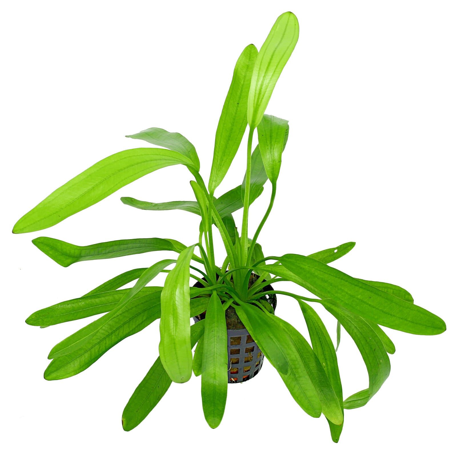 Echinodorus uruguayensis ("africanus")