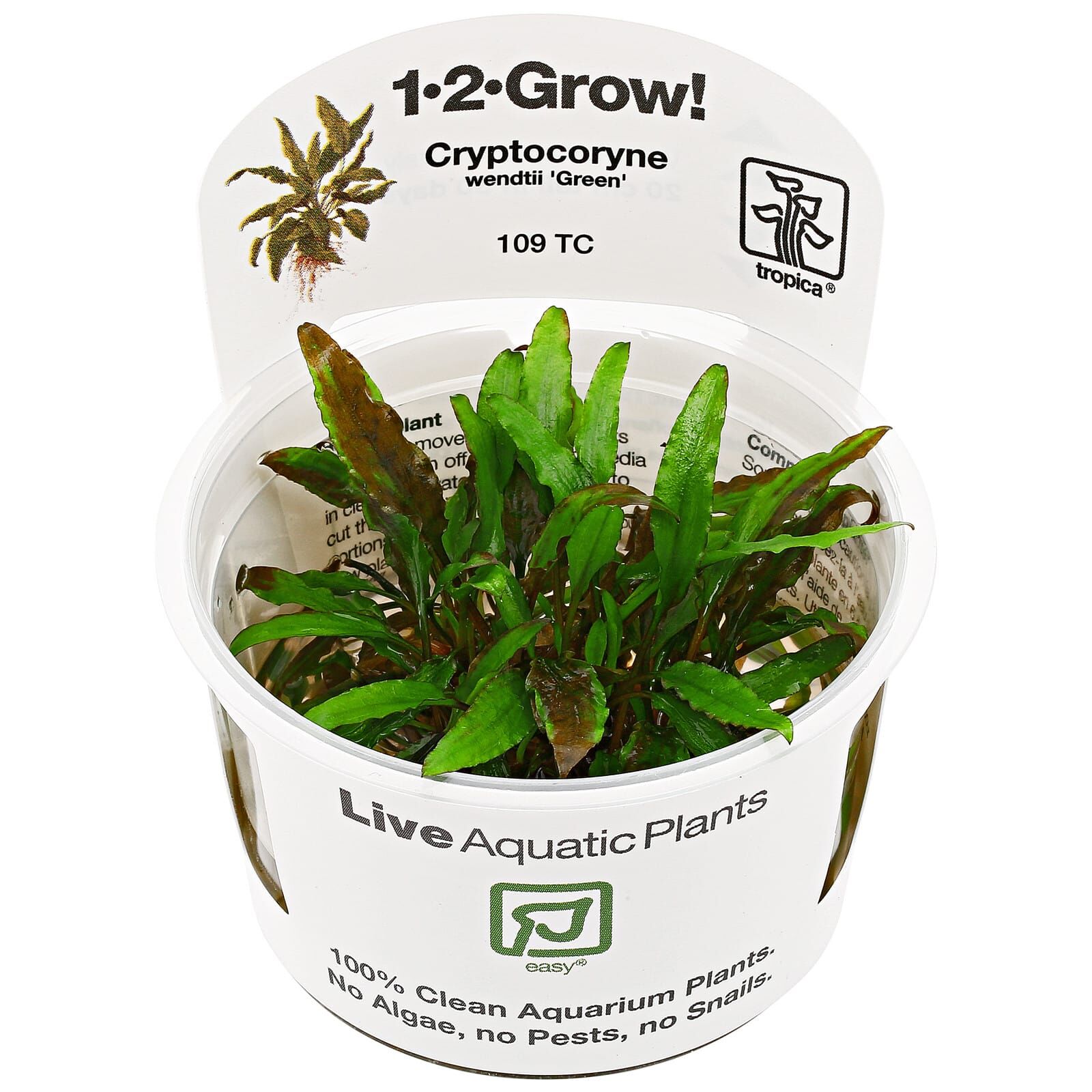 Cryptocoryne wendtii "Green"