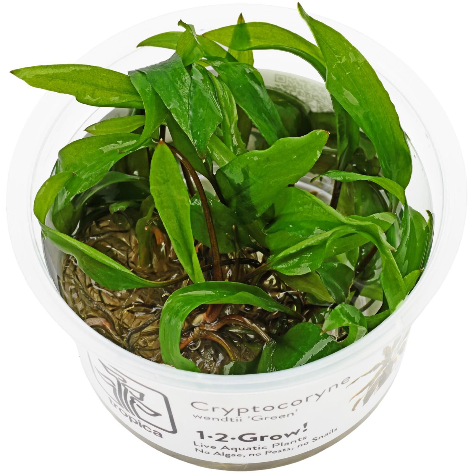 Cryptocoryne Wendtii Tropica Live Aquarium Plant Potted Tropica  Cryptocoryne Wendtii Live Aquarium Plant – Buy 1 Get 1 At 50% OFF – Potted  Freshwater Plant For Beginners Crypto Plant
