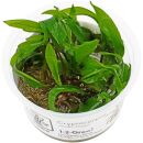 Cryptocoryne wendtii "Green" - 1-2-GROW!