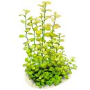 Ludwigia sp. "Marilia"