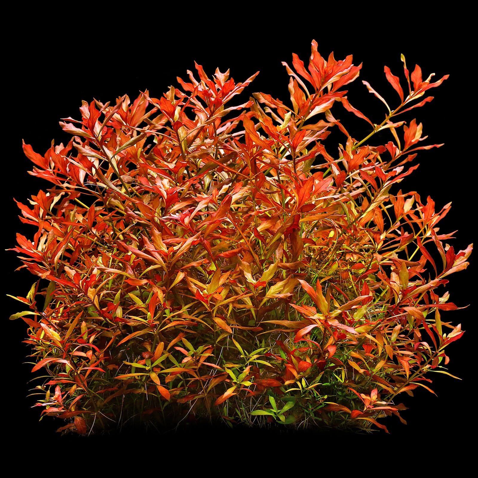 Ludwigia repens × arcuata