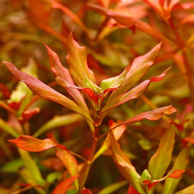 Ludwigia repens &times; arcuata