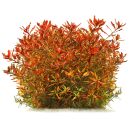Ludwigia repens × arcuata