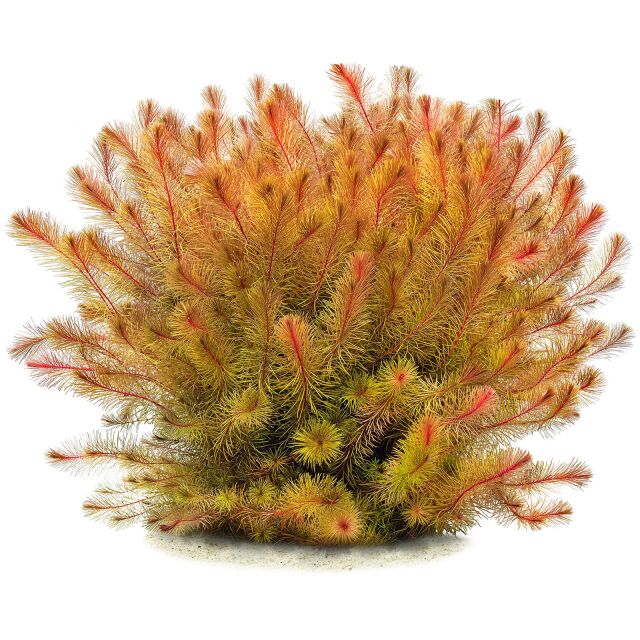 Rotala sp. "Cambodia"