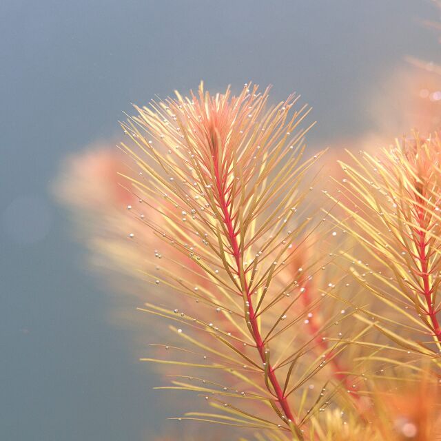 Rotala sp. &quot;Cambodia&quot;