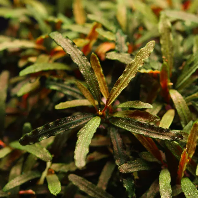 bucephalandra-sp-velvet-
