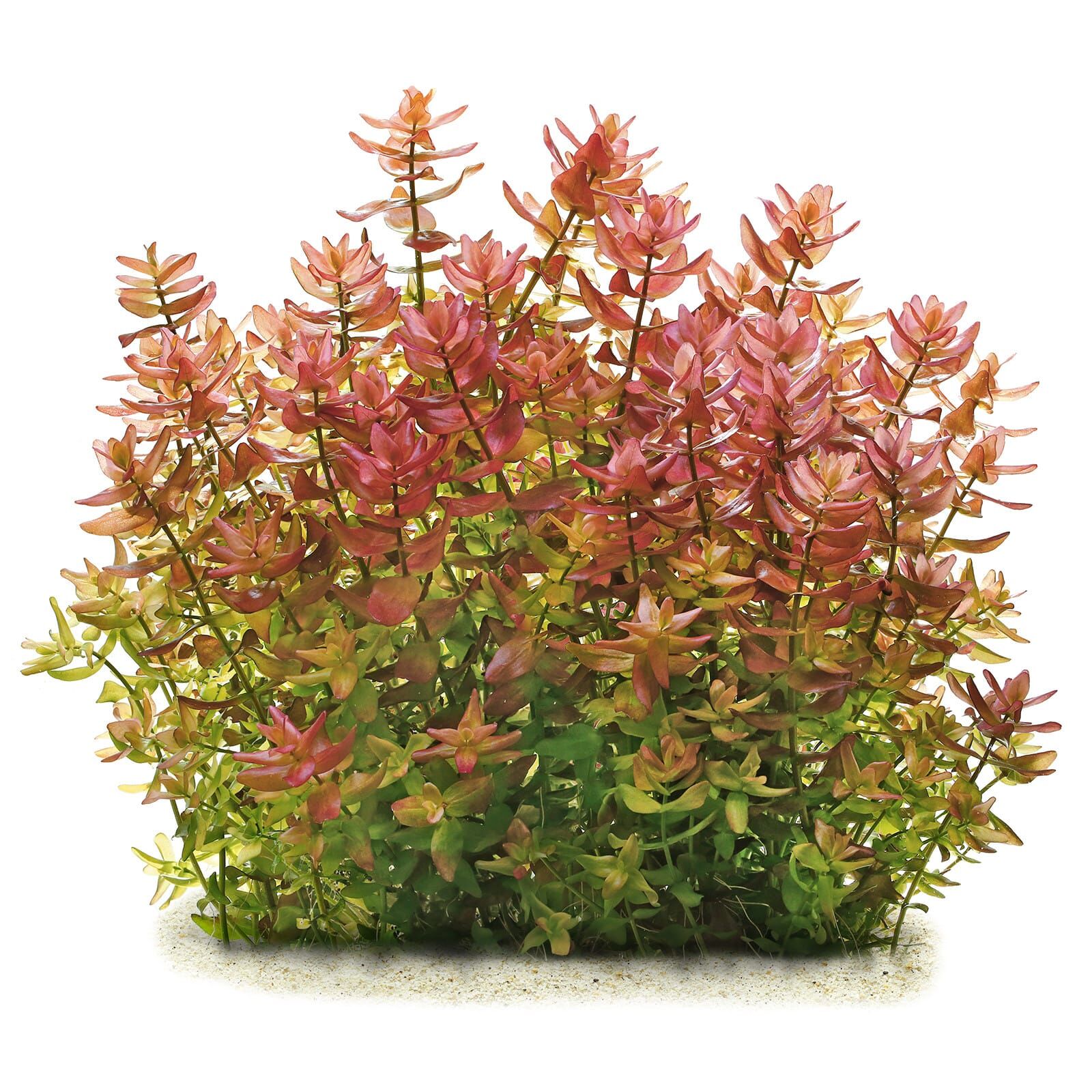 Bacopa sp. "Colorata"