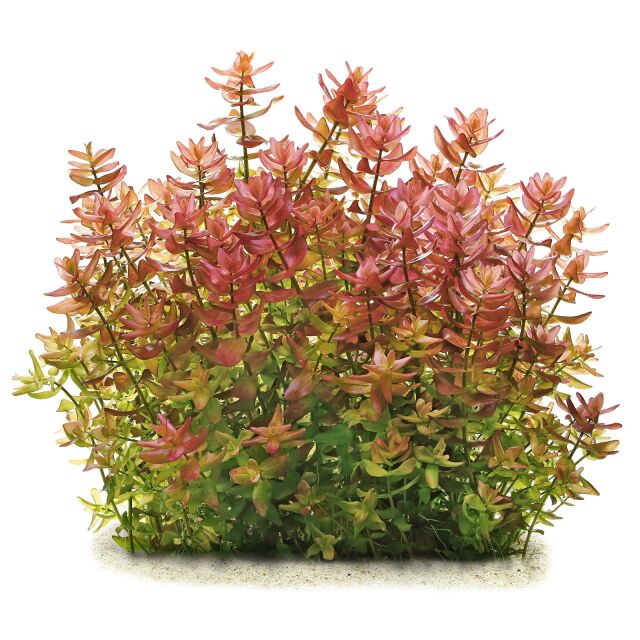 Bacopa sp. "Colorata"