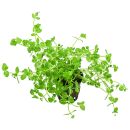 Lindernia rotundifolia Variegated - Topf