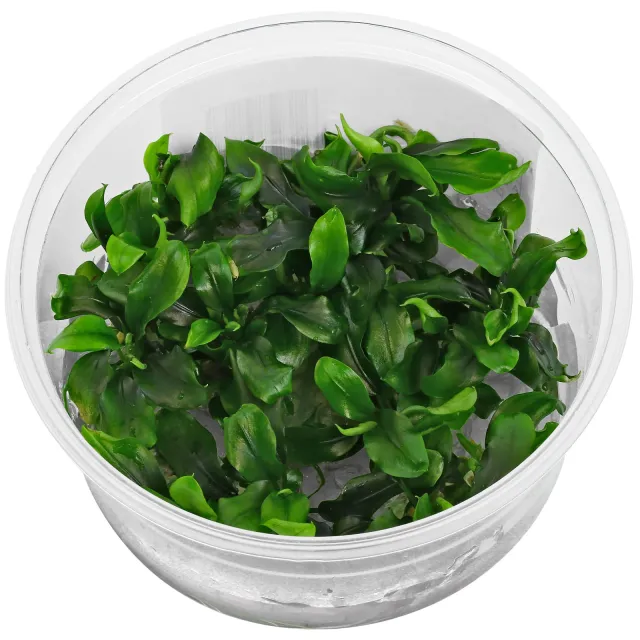 Bucephalandra pygmaea "Bukit Kelam / Sintang" - in Vitro XL
