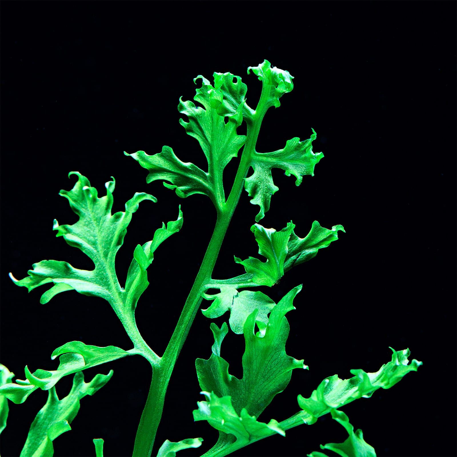 Ceratopteris cornuta Aquasabi Aquarium Shop