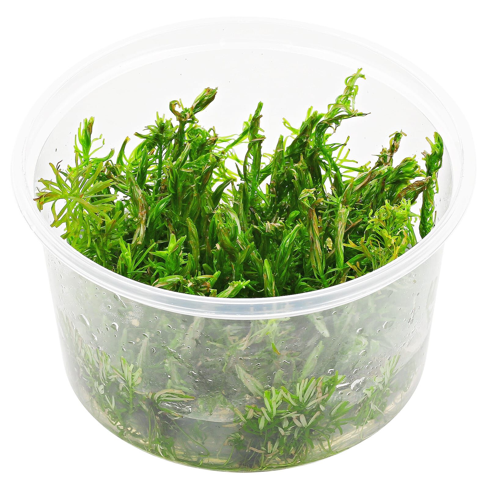 Rotala sp. "Long Leaf"