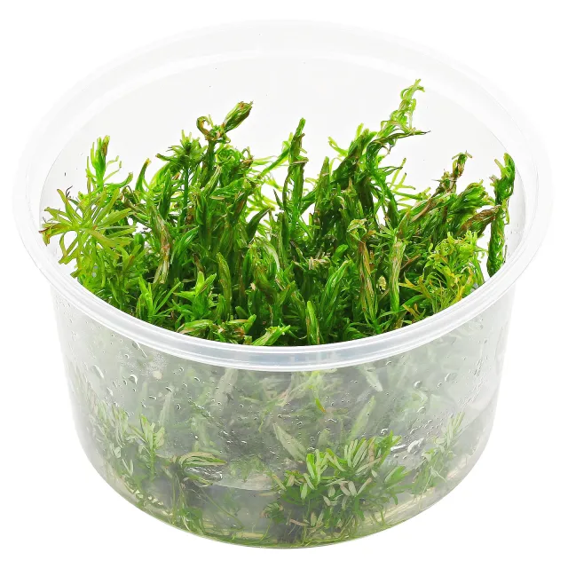 Rotala sp. "Long Leaf" - in Vitro XL