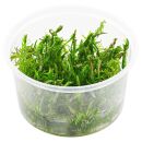 Rotala sp. "Long Leaf" - in Vitro XL
