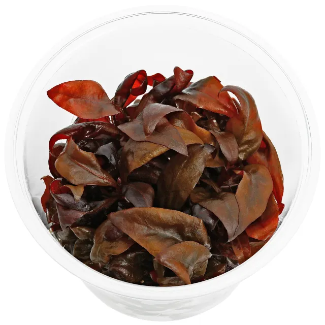 Alternanthera reineckii 'Rosaefolia' ('Pink') - in Vitro