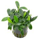 Anubias barteri var. nana Aquaflora Pangolino - Topf