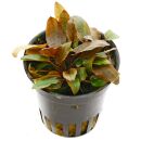 Cryptocoryne beckettii "Petchii Pink" - Topf