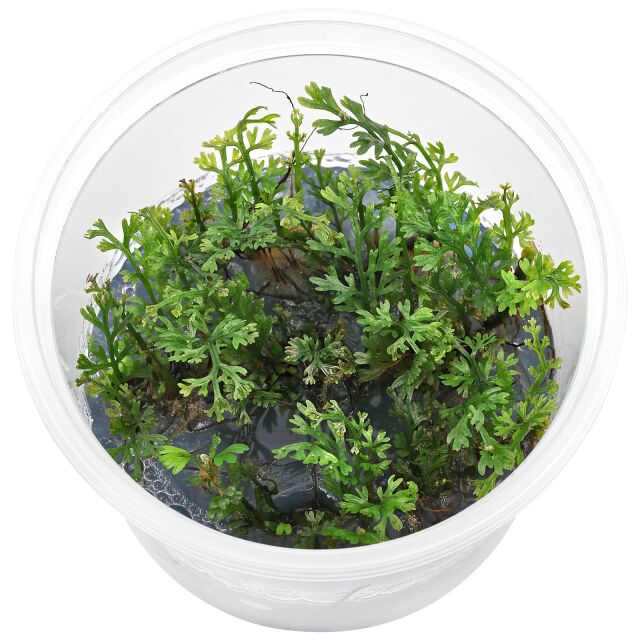 Bolbitis heteroclita "difformis"