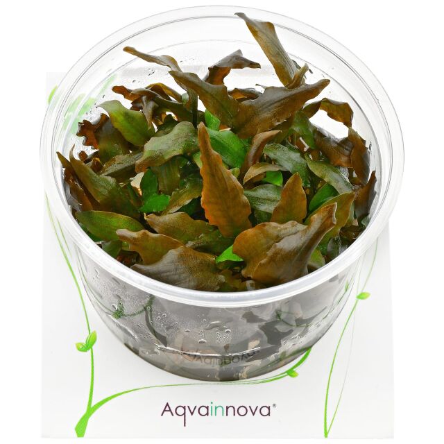 Cryptocoryne wendtii 'Rubella' - Ecoscape