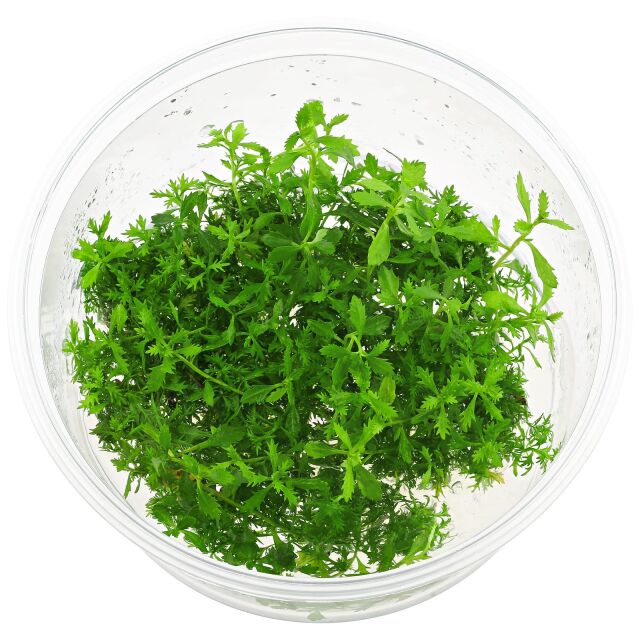 Proserpinaca palustris 'Cuba' - in Vitro XL