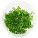 Proserpinaca palustris Cuba - in Vitro XL