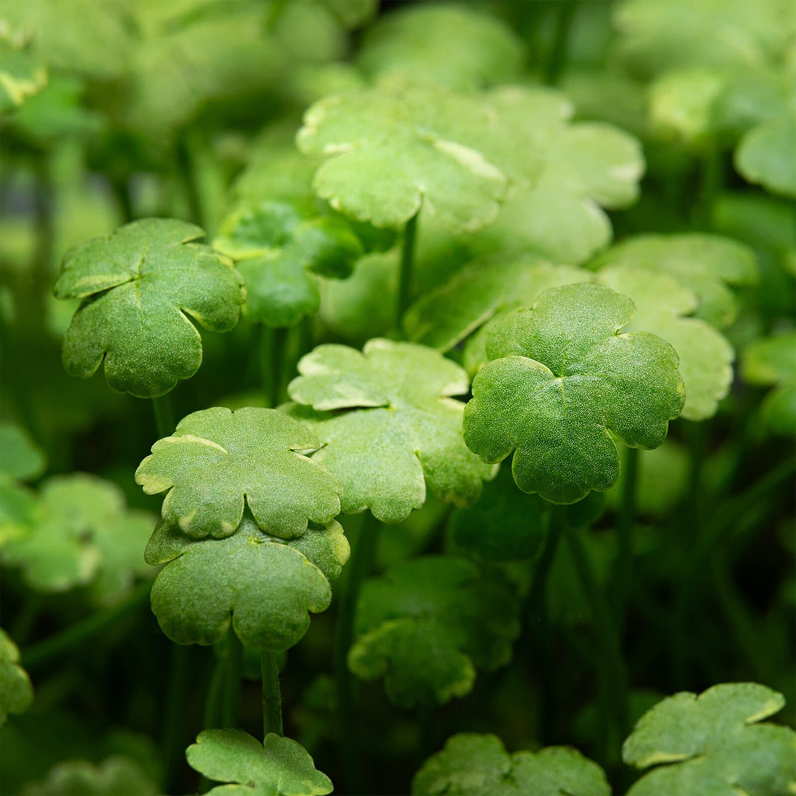 Bloomique Hydrocotyle Variegata – Kleinblättriger Wassernabel, Winterharte Teichpflanze, 10–20 Cm, Topf 9 Cm, Für Zone 1–5
