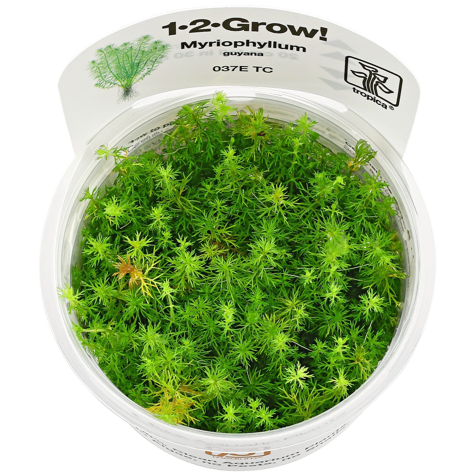 Myriophyllum sp. "Guyana"