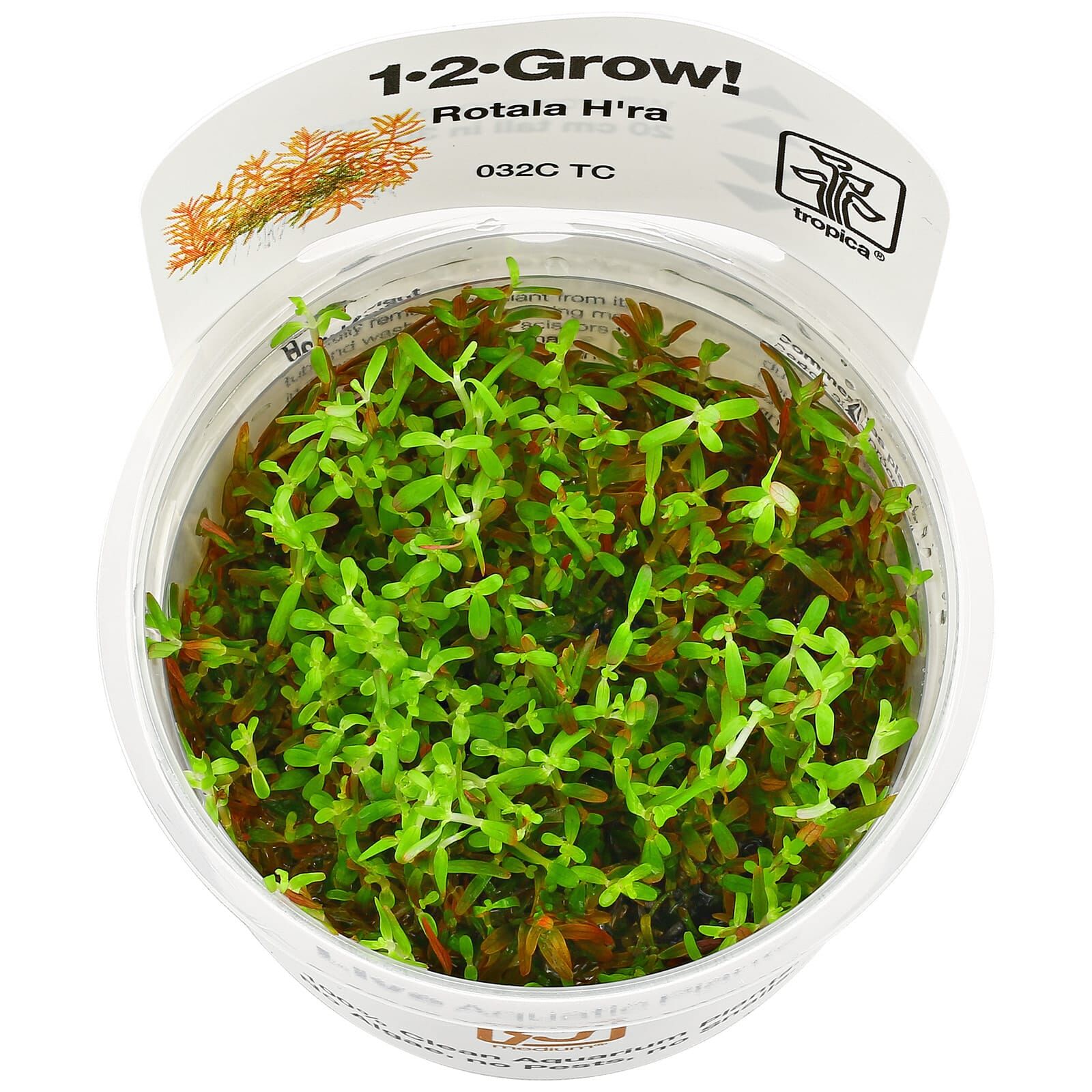 Rotala rotundifolia "Gia Lai" / "H'Ra"